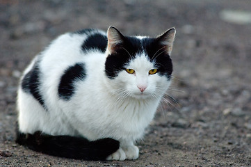 Image showing Cat portreit