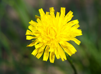 Image showing Taraxacum officinale