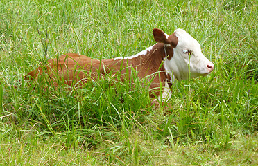 Image showing Calf