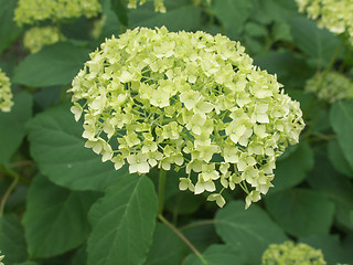 Image showing Hortensia flower