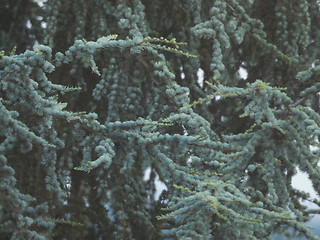 Image showing Pine tree