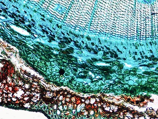 Image showing Pine Wood micrograph