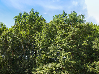 Image showing Tree in a park