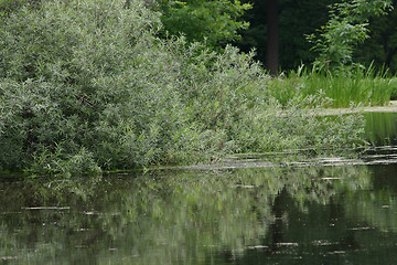 Image showing forest lake