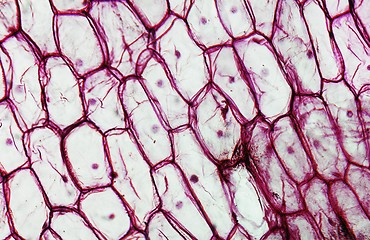 Image showing Onion epidermus micrograph