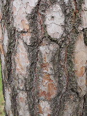 Image showing Tree bark