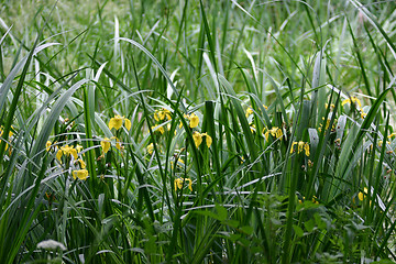 Image showing Yellow irises