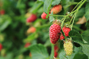 Image showing raspberries plant with fresh fruits