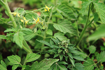 Image showing cannabis plant