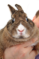 Image showing small rabbit in my hand 