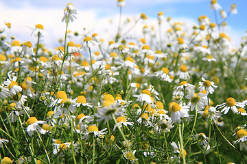 Image showing chamomile field 