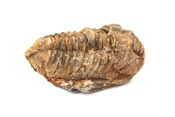 Image showing trilobite fossil 