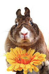 Image showing small rabbit and yellow flower 