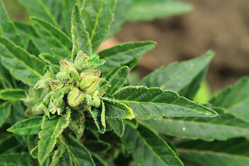 Image showing cannabis plant