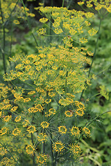 Image showing dill flowers 