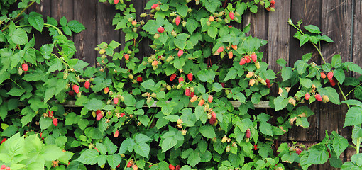 Image showing raspberries plant with fresh fruits