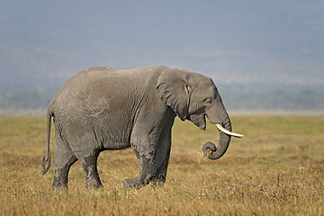Image showing  African Bush Elephant