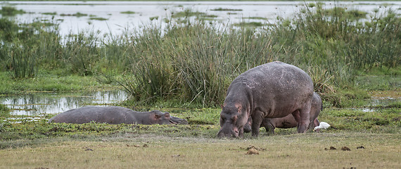 Image showing pod of hippopotamuses 