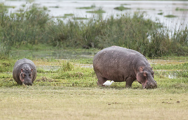 Image showing hippopotamuses 