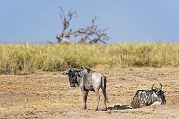 Image showing Wildebeests