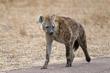Image showing  hyena walking along country road