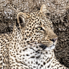 Image showing Leopard