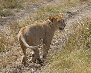 Image showing juvenile lion 