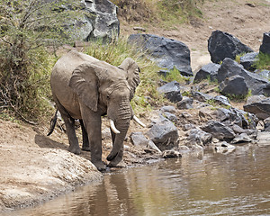 Image showing  African Bush Elephant on watering point