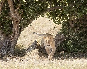 Image showing Lion 