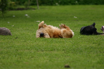 Image showing Playing dog