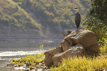 Image showing Grey heron