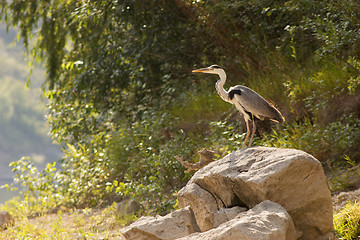 Image showing Grey heron