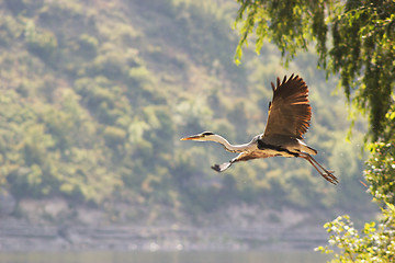 Image showing Heron flying