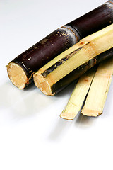 Image showing sugar cane