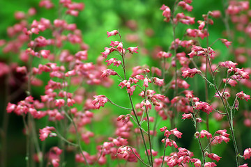 Image showing flower