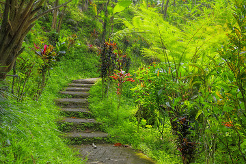 Image showing Balinese jungle