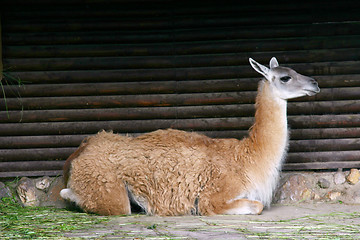 Image showing llama