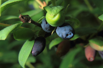 Image showing Honeysuckle berries