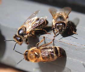 Image showing bee is resting 