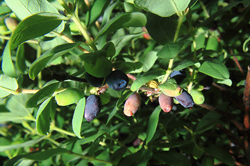 Image showing Honeysuckle berries