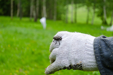 Image showing ergates faber on white gloves 