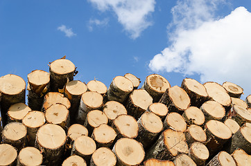 Image showing large pile of pine logs on blue sky background 