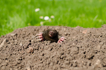 Image showing mole snout and claws sticking out of the molehill 