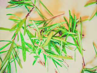 Image showing Retro look Rosemary