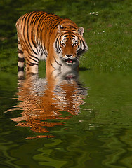 Image showing Tiger in Water