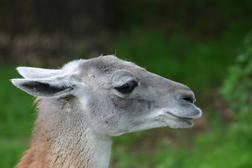 Image showing llama