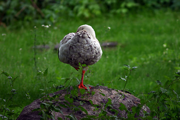 Image showing sleeping mallard