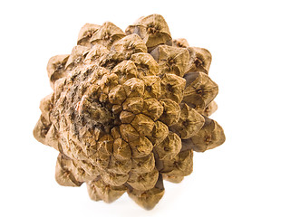 Image showing Pine cone