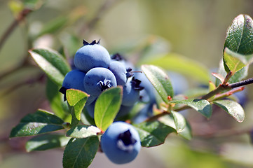 Image showing Wild Blueberries (Vaccinium myrtilloides)