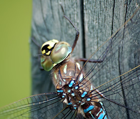 Image showing Dragonfly